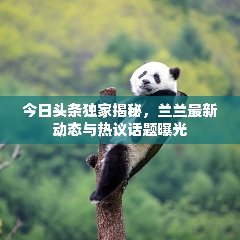 今日头条独家揭秘，兰兰最新动态与热议话题曝光