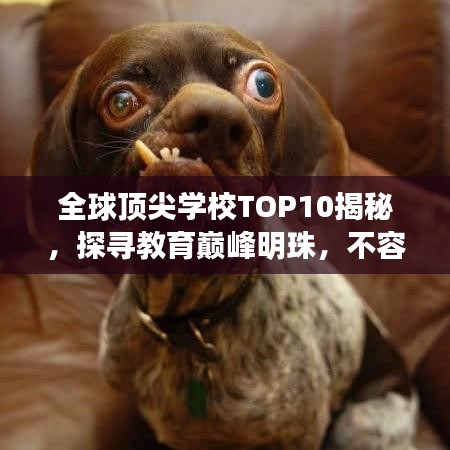 全球顶尖学校TOP10揭秘，探寻教育巅峰明珠，不容错过！