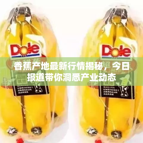香蕉产地最新行情揭秘，今日报道带你洞悉产业动态