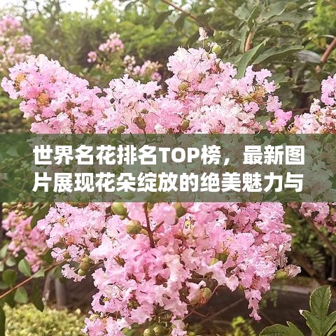世界名花排名TOP榜，最新图片展现花朵绽放的绝美魅力与独特风采