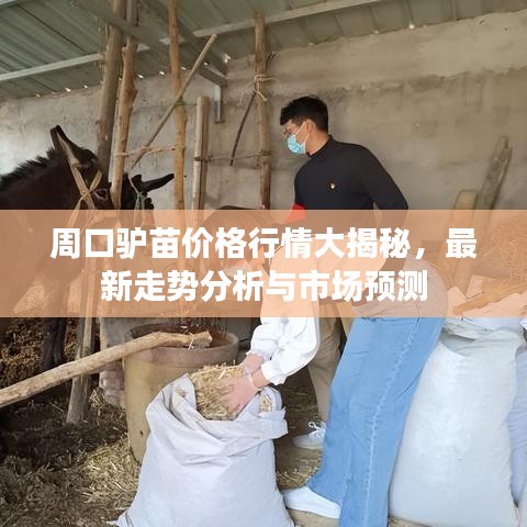 周口驴苗价格行情大揭秘，最新走势分析与市场预测