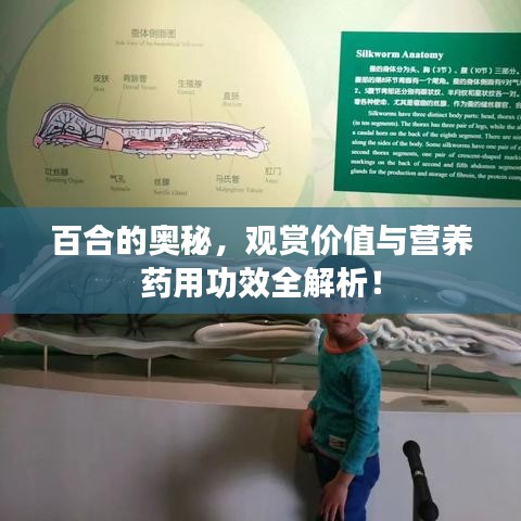 百合的奥秘，观赏价值与营养药用功效全解析！