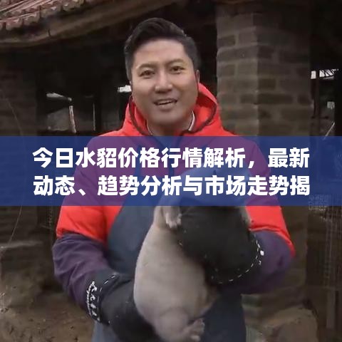 今日水貂价格行情解析，最新动态、趋势分析与市场走势揭秘