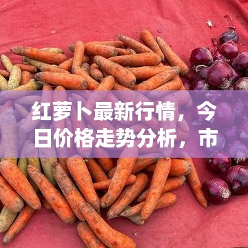 红萝卜最新行情，今日价格走势分析，市场趋势及影响因素探讨