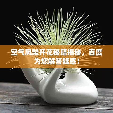 空气凤梨开花秘籍揭秘，百度为您解答疑惑！