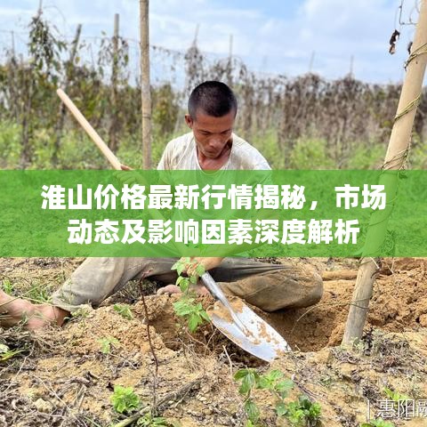 淮山价格最新行情揭秘，市场动态及影响因素深度解析