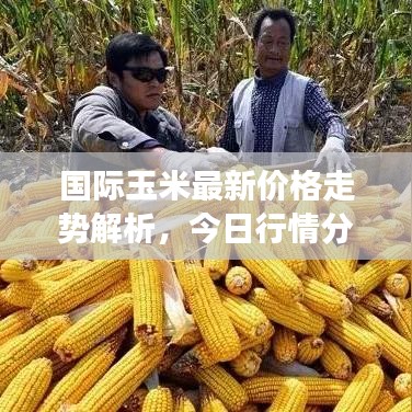 国际玉米最新价格走势解析，今日行情分析与展望