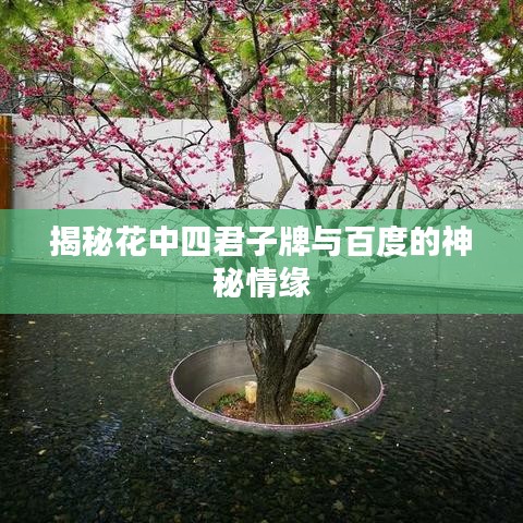 揭秘花中四君子牌与百度的神秘情缘