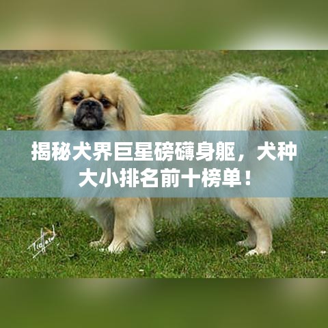 揭秘犬界巨星磅礴身躯，犬种大小排名前十榜单！