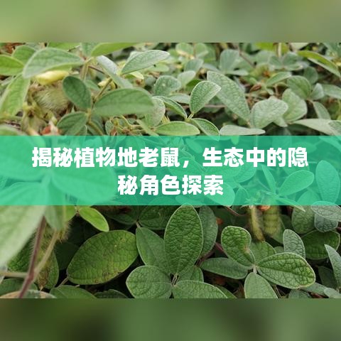 揭秘植物地老鼠，生态中的隐秘角色探索
