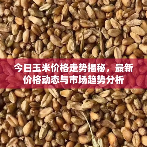 今日玉米价格走势揭秘，最新价格动态与市场趋势分析