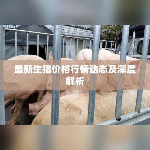 最新生猪价格行情动态及深度解析