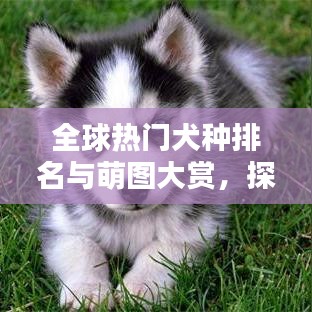 全球热门犬种排名与萌图大赏，探索最受欢迎的狗狗世界