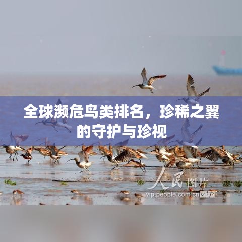 全球濒危鸟类排名，珍稀之翼的守护与珍视