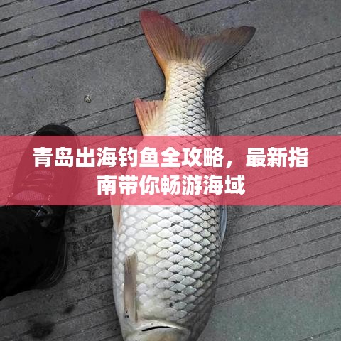 青岛出海钓鱼全攻略，最新指南带你畅游海域