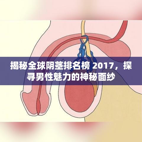 揭秘全球阴茎排名榜 2017，探寻男性魅力的神秘面纱