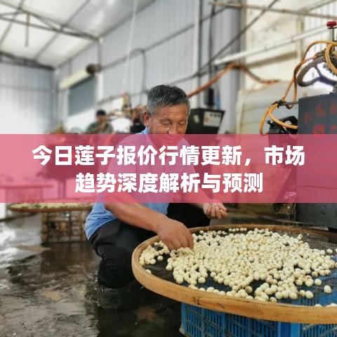 今日莲子报价行情更新，市场趋势深度解析与预测