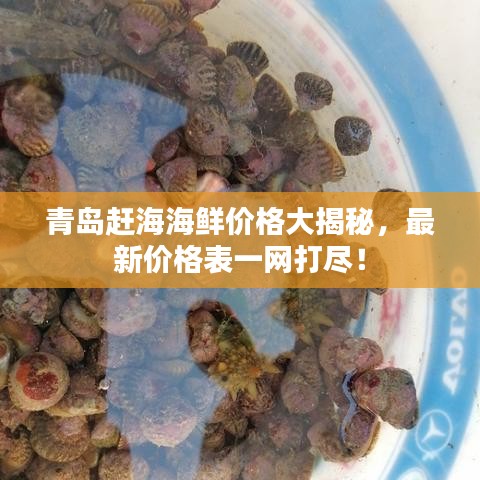 青岛赶海海鲜价格大揭秘，最新价格表一网打尽！