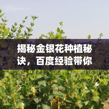揭秘金银花种植秘诀，百度经验带你开启财富之旅！