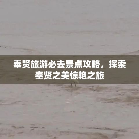 奉贤旅游必去景点攻略，探索奉贤之美惊艳之旅