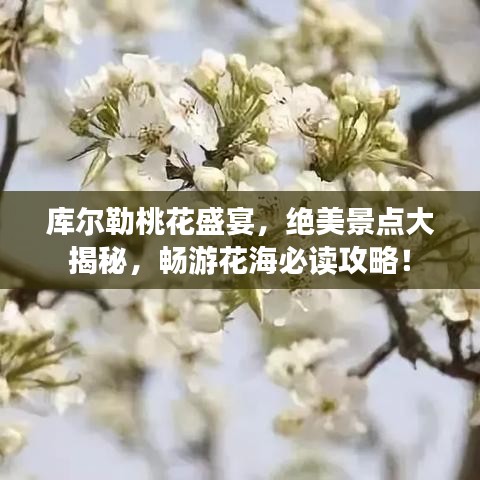库尔勒桃花盛宴，绝美景点大揭秘，畅游花海必读攻略！