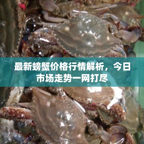 最新螃蟹价格行情解析，今日市场走势一网打尽