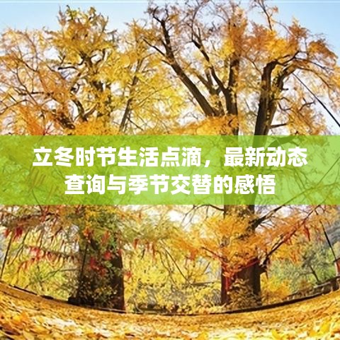 立冬时节生活点滴，最新动态查询与季节交替的感悟