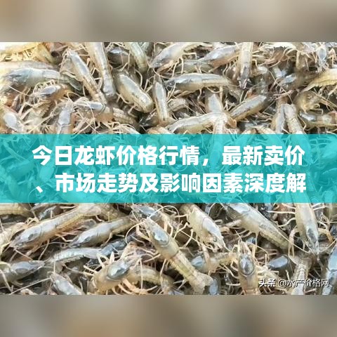 今日龙虾价格行情，最新卖价、市场走势及影响因素深度解析