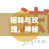 猫咪与玫瑰，神秘与美丽的交织之旅