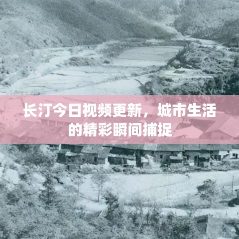 长汀今日视频更新，城市生活的精彩瞬间捕捉