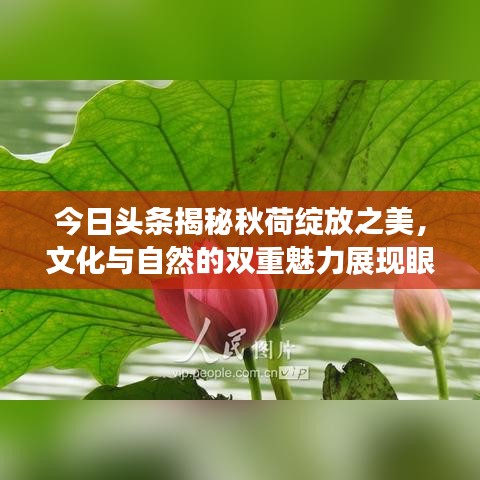 今日头条揭秘秋荷绽放之美，文化与自然的双重魅力展现眼前