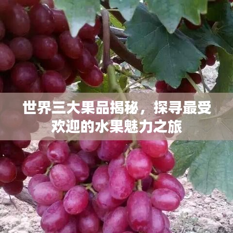 世界三大果品揭秘，探寻最受欢迎的水果魅力之旅