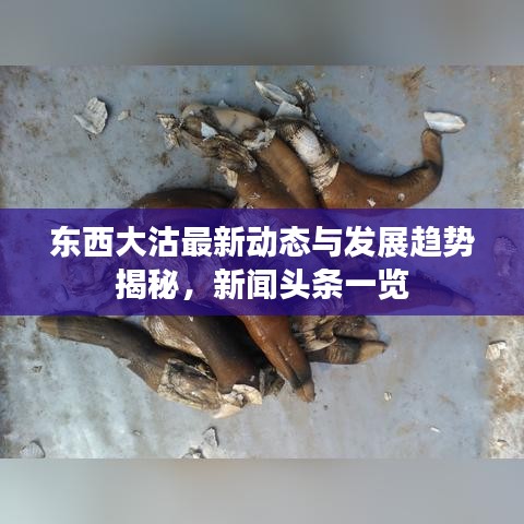 东西大沽最新动态与发展趋势揭秘，新闻头条一览