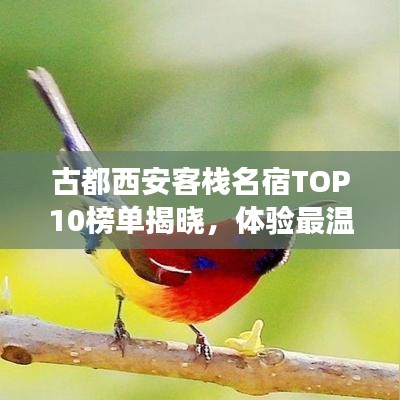 古都西安客栈名宿TOP10榜单揭晓，体验最温馨的栖息之旅