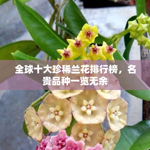 全球十大珍稀兰花排行榜，名贵品种一览无余