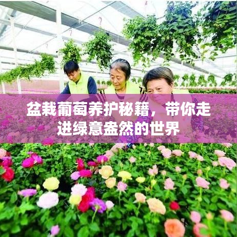 盆栽葡萄养护秘籍，带你走进绿意盎然的世界
