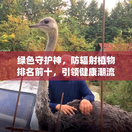 绿色守护神，防辐射植物排名前十，引领健康潮流新风尚