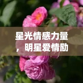 星光情感力量，明星爱情励志语录荟萃
