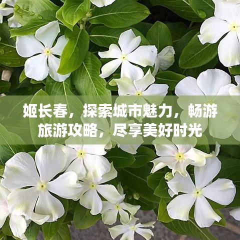姬长春，探索城市魅力，畅游旅游攻略，尽享美好时光
