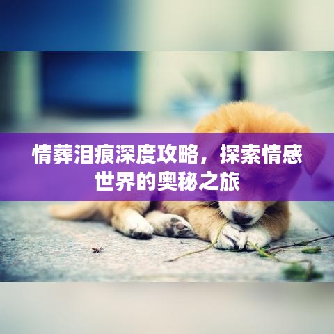 情葬泪痕深度攻略，探索情感世界的奥秘之旅