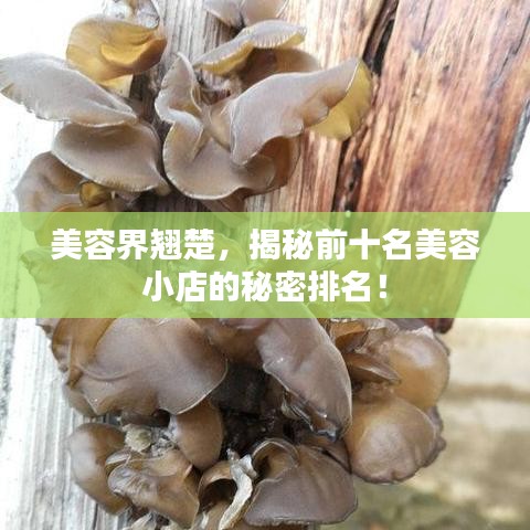 美容界翘楚，揭秘前十名美容小店的秘密排名！