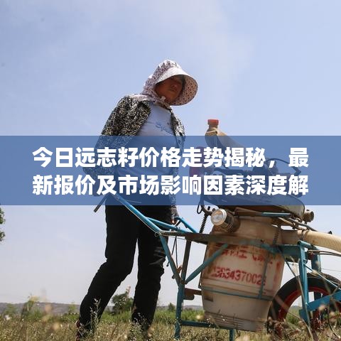 今日远志籽价格走势揭秘，最新报价及市场影响因素深度解析