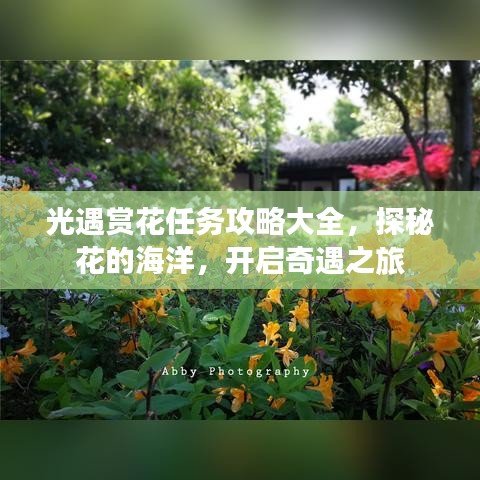 光遇赏花任务攻略大全，探秘花的海洋，开启奇遇之旅