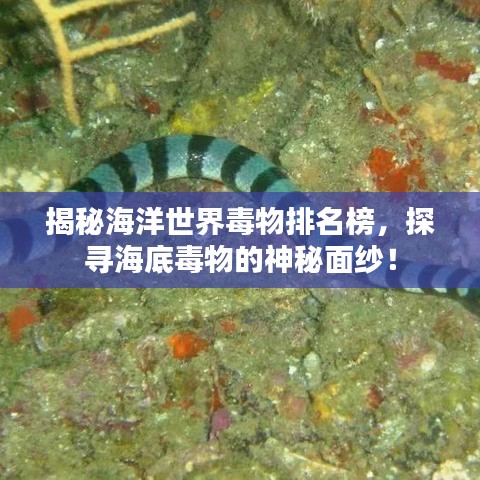 揭秘海洋世界毒物排名榜，探寻海底毒物的神秘面纱！