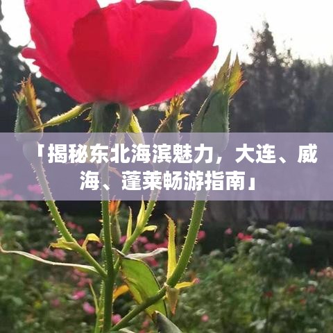 「揭秘东北海滨魅力，大连、威海、蓬莱畅游指南」
