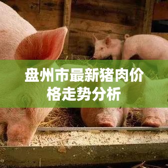 盘州市最新猪肉价格走势分析