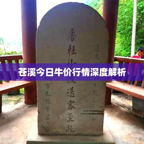 苍溪今日牛价行情深度解析