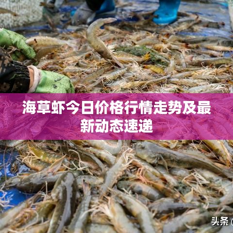 海草虾今日价格行情走势及最新动态速递