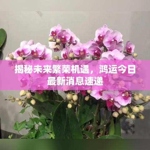 揭秘未来繁荣机遇，鸿运今日最新消息速递