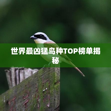 世界最凶猛鸟种TOP榜单揭秘
